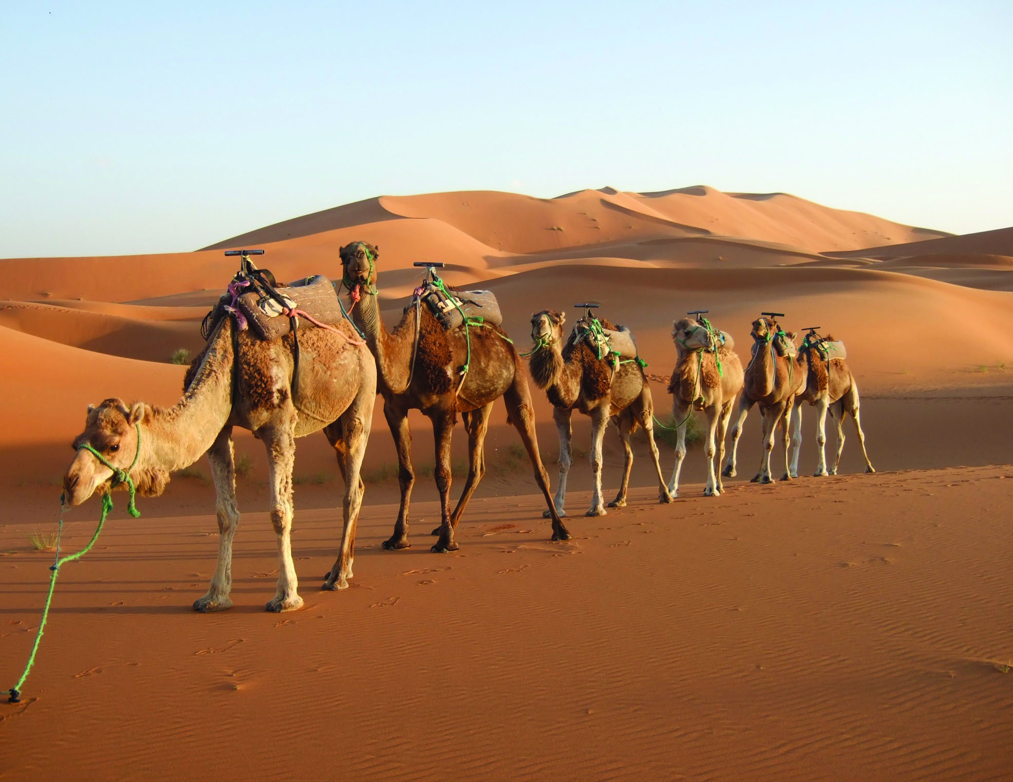 Desert camel. Одногорбый верблюд Караван. Африка сахара верблюд. Мехари верблюд. Одногорбый верблюд, пустыни Африки.