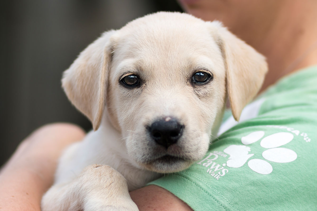 Animal Adoptions on the Rise | Sydney Observer