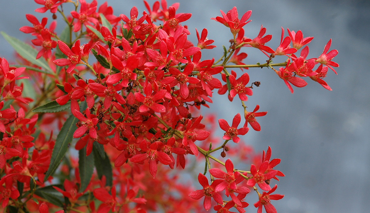 Dwarf NSW Christmas Bush | Sydney Observer