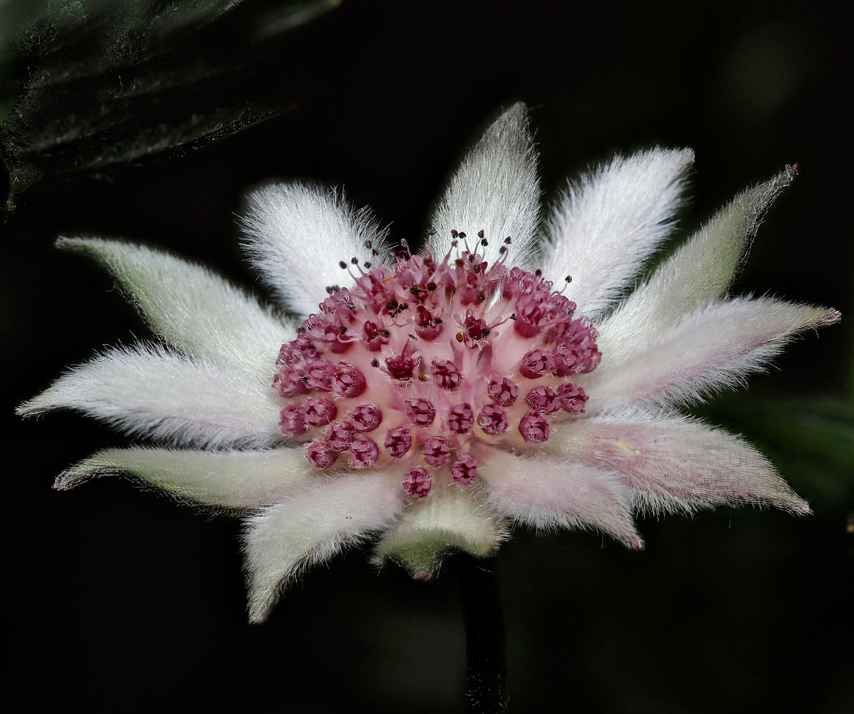 Fabulous Flannel Flowers Sydney Observer